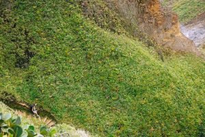 Dominique - Ile - Vegetation